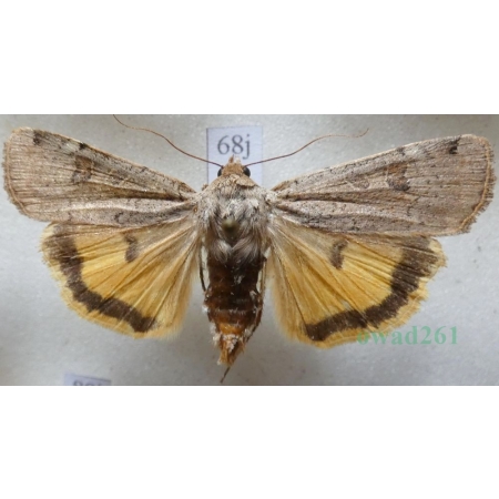 Noctua orbona (Hufnagel, 1766) Rolnica sierotka Slovakia68j